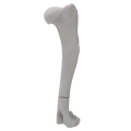 renderowanie kosci.237