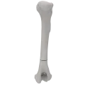 renderowanie kosci.235