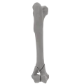 renderowanie kosci.261