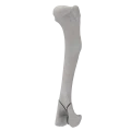 renderowanie kosci.262