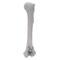 renderowanie kosci.260