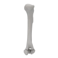 renderowanie kosci.265