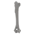 renderowanie kosci.266