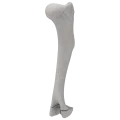 renderowanie kosci.267