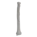 renderowanie kosci.289