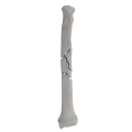 renderowanie kosci.284