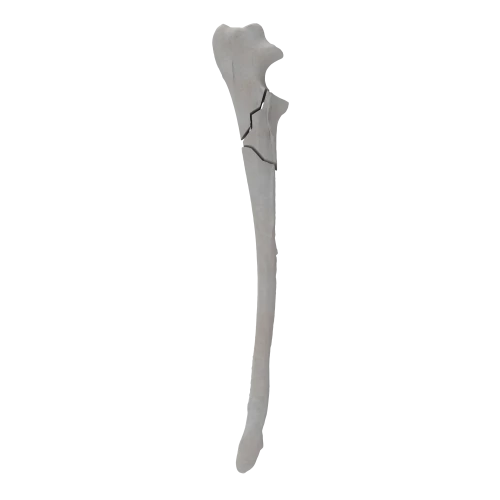 renderowanie kosci.292