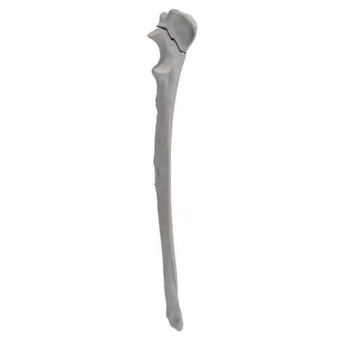 renderowanie kosci.303