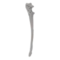 renderowanie kosci.307