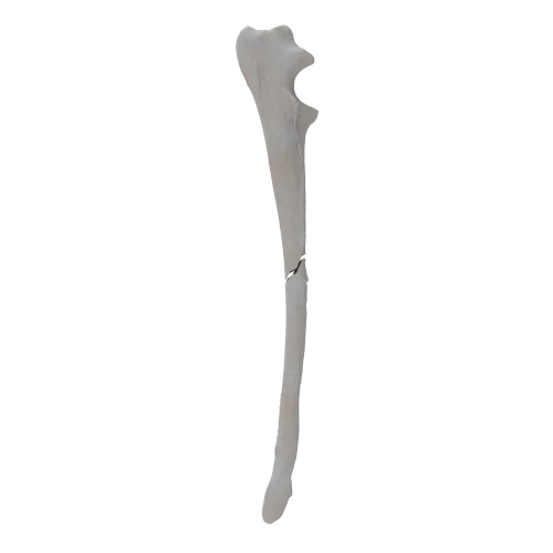 renderowanie kosci.332