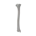 Tibia 00 1