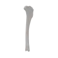 Tibia 00 3