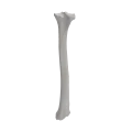 Tibia 00 2