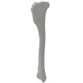 Tibia 00 5