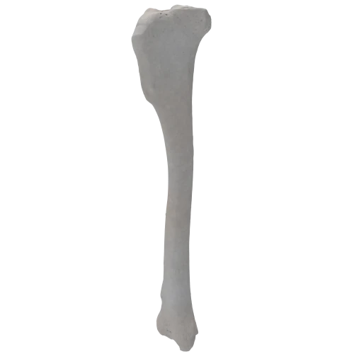 Tibia 00 5