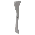renderowanie kosci.341