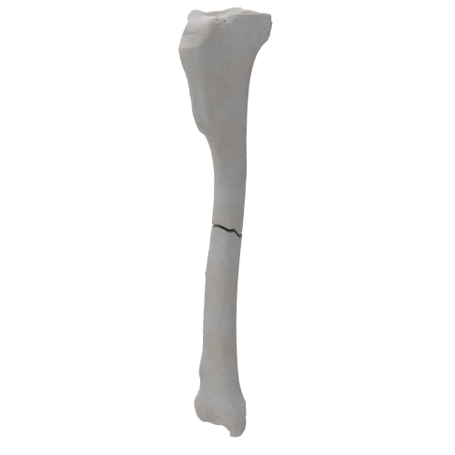 renderowanie kosci.341