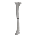 renderowanie kosci.338