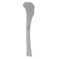 renderowanie kosci.339