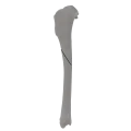 renderowanie kosci.346