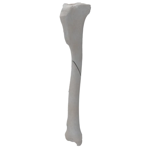 renderowanie kosci.342