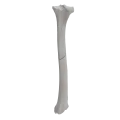 renderowanie kosci.344