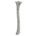 renderowanie kosci.348