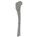 renderowanie kosci.350