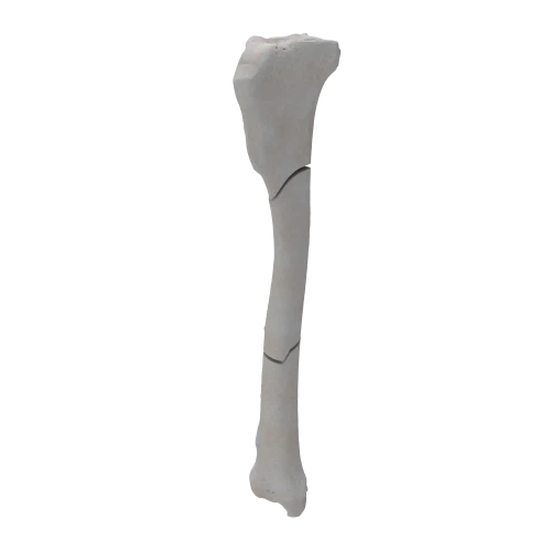 renderowanie kosci.351