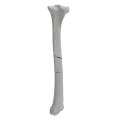renderowanie kosci.354