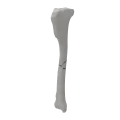 renderowanie kosci.352