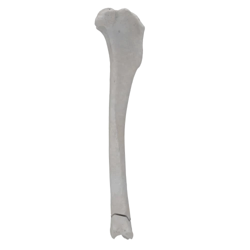 renderowanie kosci.365