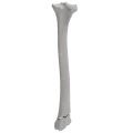 renderowanie kosci.364