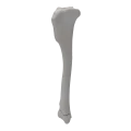 renderowanie kosci.362