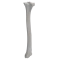renderowanie kosci.368