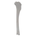 renderowanie kosci.369