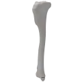 renderowanie kosci.371