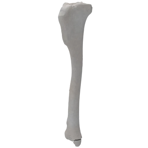 renderowanie kosci.371