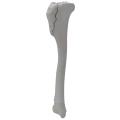 renderowanie kosci.372
