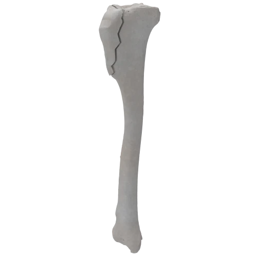 renderowanie kosci.372