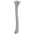 renderowanie kosci.374