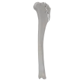 renderowanie kosci.375