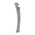renderowanie kosci.417