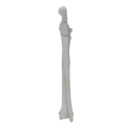 renderowanie kosci.419