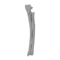 renderowanie kosci.423