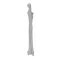 renderowanie kosci.429