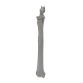 renderowanie kosci.430