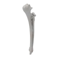 renderowanie kosci.431