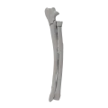 renderowanie kosci.432