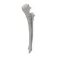 renderowanie kosci.436